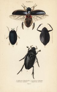 Tauchkäfer, Dytiscus dimidiatus 1, Gemeiner Taumelkäfer, Gyrinus natator 2, Cyclous vittatus 3, und Großer Silberwasser-Käfer, Hydrophilus piceus 4 von English School