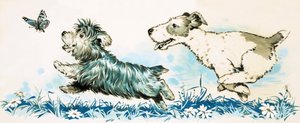 Hunde jagen einen Schmetterling