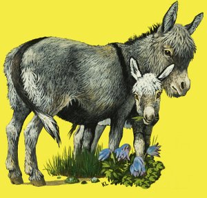 Esel und Eselfohlen