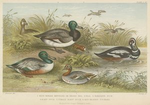Enten (Farbgravur)