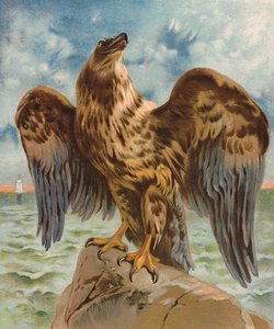 Adler