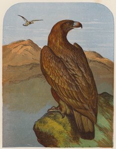 Adler