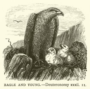 Adler und Junge (Deuteronomium, xxxii)