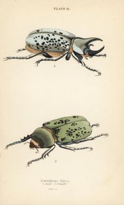 Östlicher Herkuleskäfer, Dynastes tityus, männlich und weiblich von English School