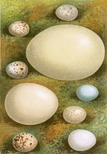 Eier von English School