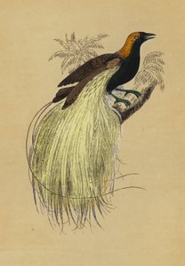 Smaragdvogel des Paradieses