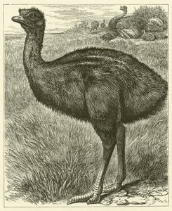 Emu (Gravur) von English School