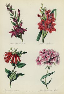 Englischer Blumengarten: Lobelia 