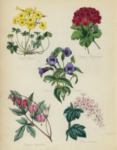 Englischer Blumengarten: Oxalis Cernua, Unique Pelargonium, Torenia Asiatica, Dielytra Spectabilis, Ribes Albidum von English School