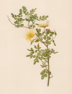 Englische Rose von English School