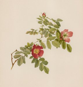 Englische Rose