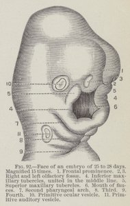 Gesicht eines Embryos von 25 bis 28 Tagen, 15-fach vergrößert