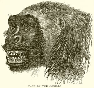 Gesicht des Gorillas