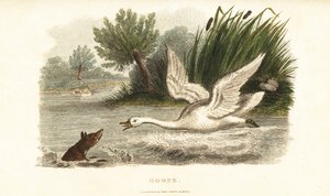 Weiblicher Schwan ertränkt einen Fuchs, um ihr Nest zu schützen