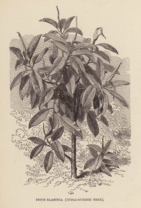 Ficus Elastica, Gummibaum (Stich)