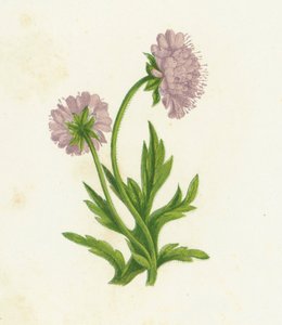 Feld-Witwenblume, Knautia Arvensis