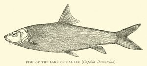 Fisch des Sees Genezareth, Capoeta Damascina