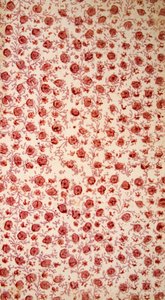 Blumiges Vorsatzpapier handkolorierte Gravur