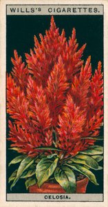 Blumenkultur in Töpfen: Celosia