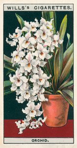Blumenkultur in Töpfen: Orchidee