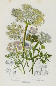 Blühende Pflanzen Großbritanniens: Kuh-Petersilie, Kleine Hart-Wort, Große Hart-Wort, Koriander, Schierling