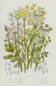 Blühende Pflanzen Großbritanniens: Hundspetersilie, Fenchel, Bergwiesen-Steinbrech, Schottischer Liebstöckel, Wiesen-Pfeffer-Steinbrech, Bald-Money, Meerkamille