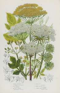 Blühende Pflanzen Großbritanniens: Garten-Engelwurz, Wilde Engelwurz, Meeresfenchel, Sumpffenchel, Breitblättriger Fenchel, Gemeine Wilde Pastinake