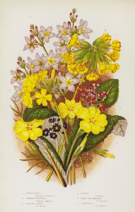 Blühende Pflanzen Großbritanniens: Wasser-Veilchen, Gemeine Primel, Jacquins Ochsenlippe, Schlüsselblume, Vogelaugen-Primel, Schottische Primel von English School