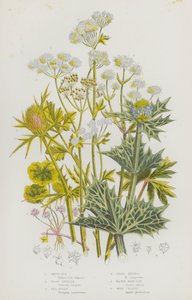 Blühende Pflanzen Großbritanniens: Weißfäule, Wald-Sanikel, Meeres-Stechpalme, Feld-Mannstreu, Wasser-Schierling, Wilder Sellerie