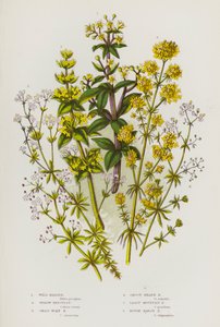 Blühende Pflanzen Großbritanniens: Wilde Krapp, Gelbes Labkraut, Kreuzkraut-Labkraut, Glattes Heidekraut-Labkraut, Kleinstes Berg-Labkraut, Raues Sumpf-Labkraut