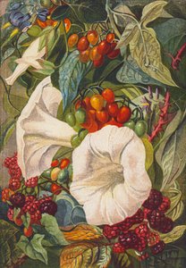 Blumen und Beeren (Farblithografie)