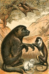 Fliegender Lemur, Pavian, Dianameerkatze und Marmoset