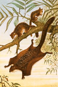 Fliegendes Eichhörnchen