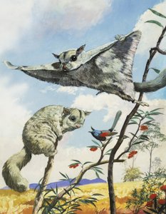 Fliegende Eichhörnchen