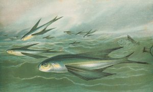 Fliegende Fische von English School