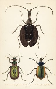 Waldraupenjäger, Calosoma sycophanta 1, Laufkäfer, Elaphrus riparius 2, und Geigenkäfer, Mormolyce phyllodes 3 von English School