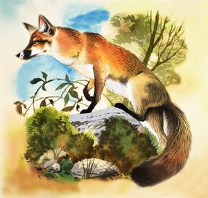 Fuchs
