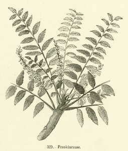 Weihrauch