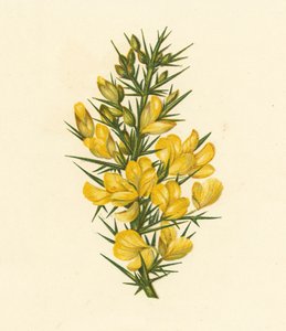 Stechginster, Ulex Europaeus