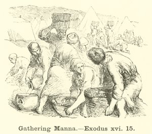 Sammeln von Manna, Exodus, xvi, 15