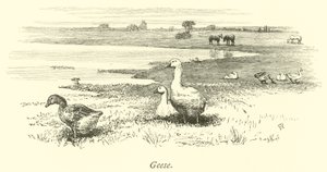 Gänse