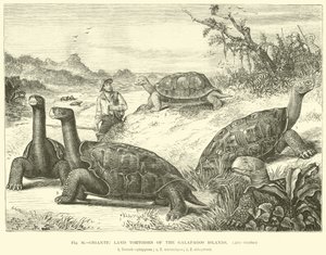 Gigantische Landschildkröten der Galapagos-Inseln