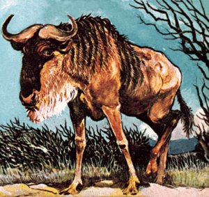 Gnu oder Gnu