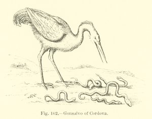 Gonsalvo von Cordova von English School