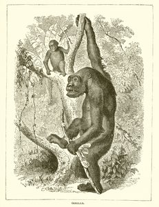 Gorilla von English School