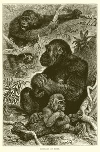 Gorillas zu Hause von English School