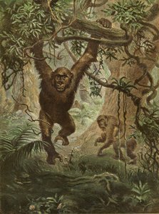 Gorillas zu Hause von English School