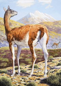 Anmutige Guanacos von English School