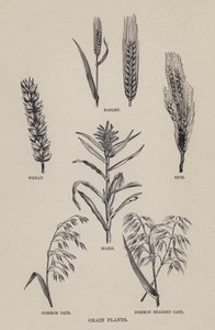Getreidepflanzen (Lithographie) von English School