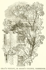 Grays Fenster, St. Peters College, Cambridge